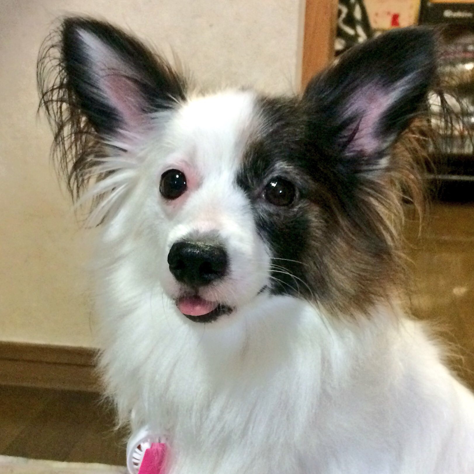 お店の看板犬「はるちゃん」