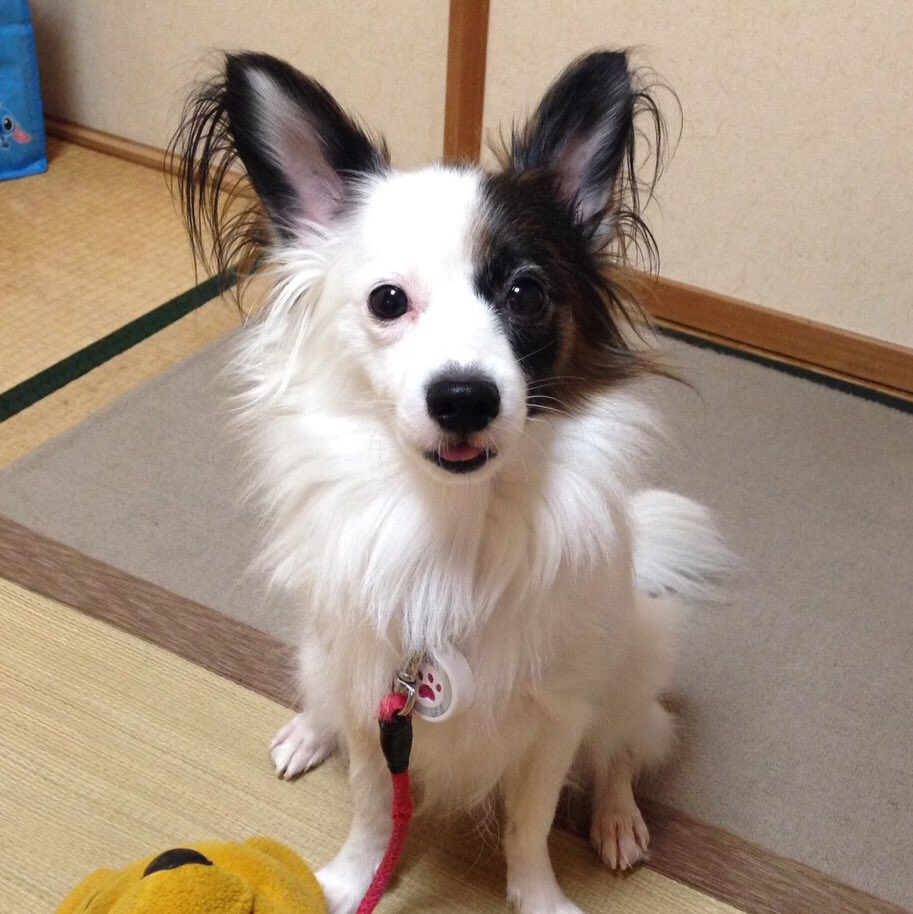 お店の看板犬「はるちゃん」