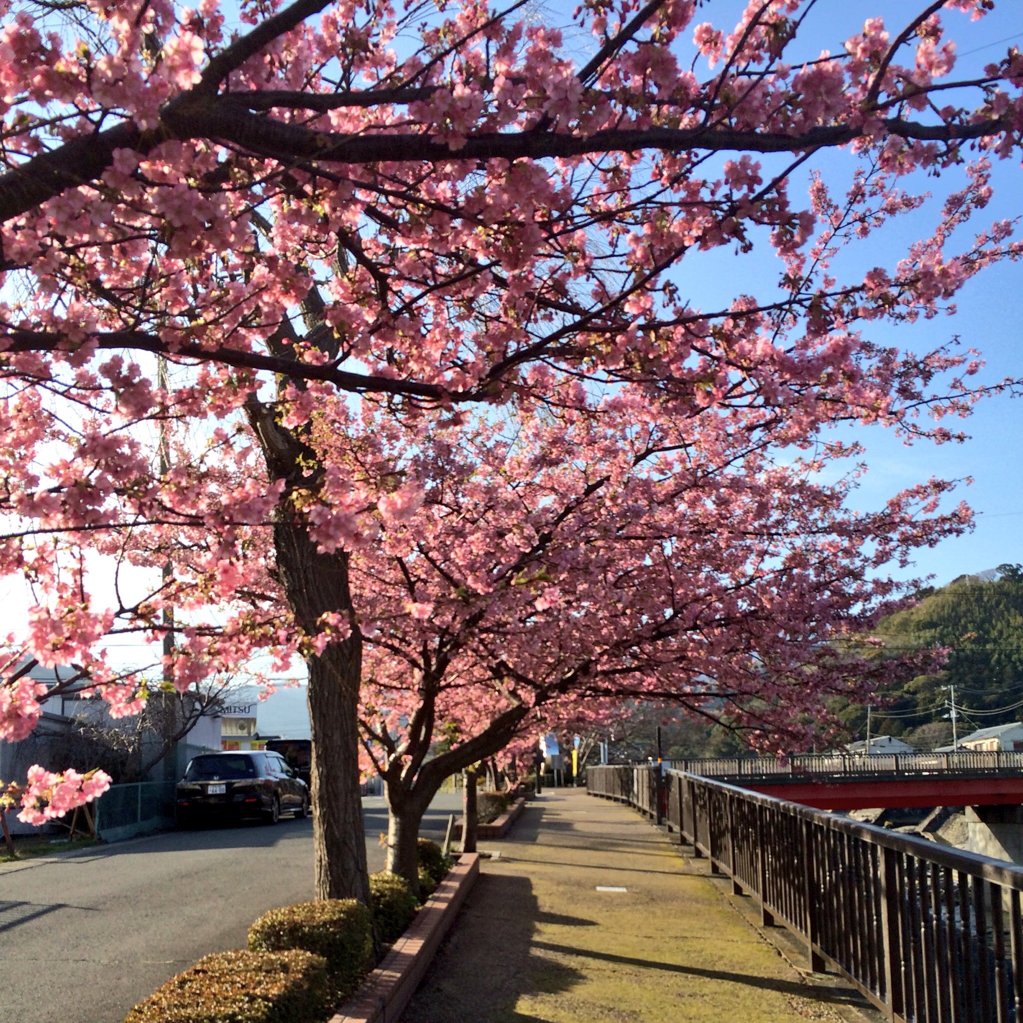 河津桜祭り開催!