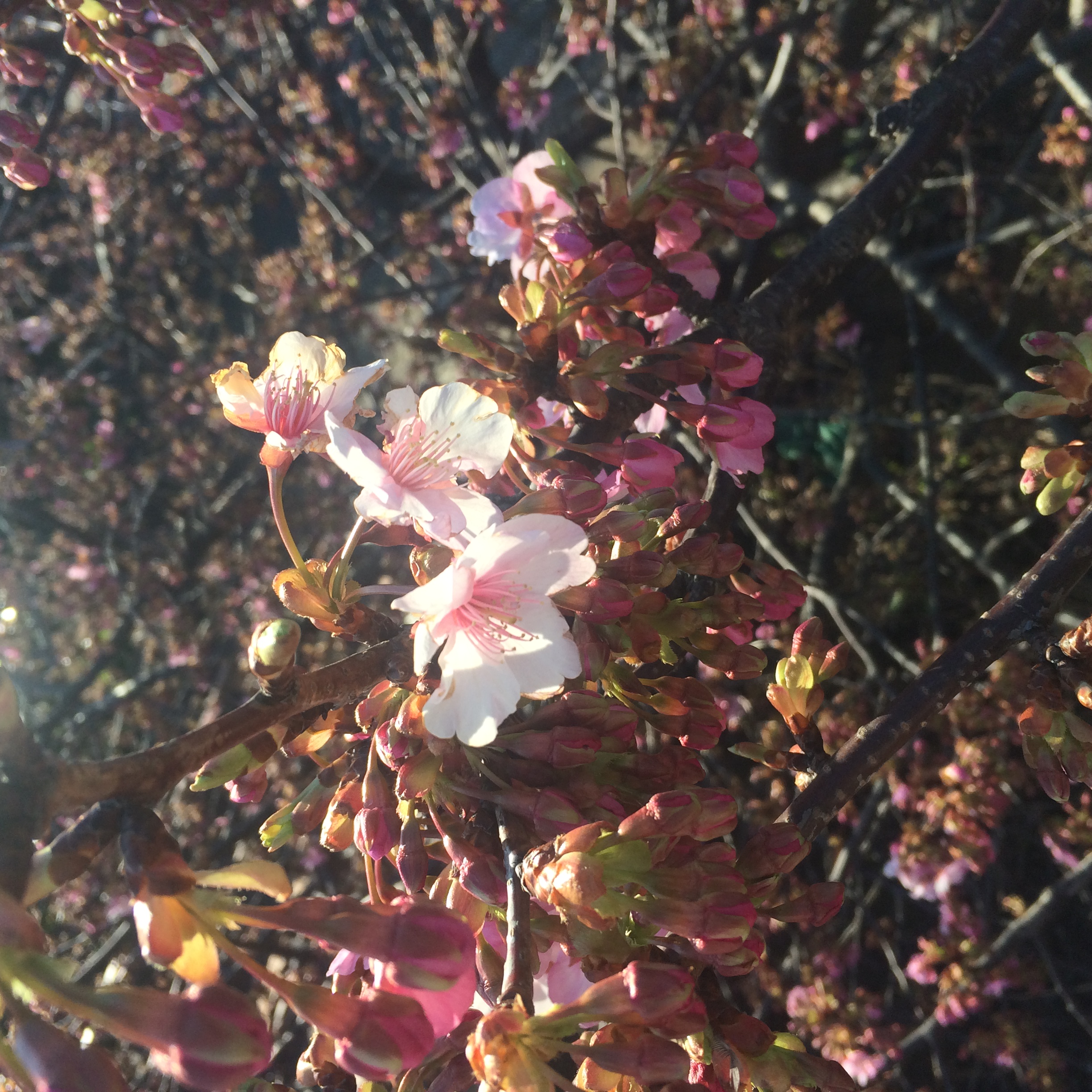 白田川沿い河津桜【2018/02/17現在】