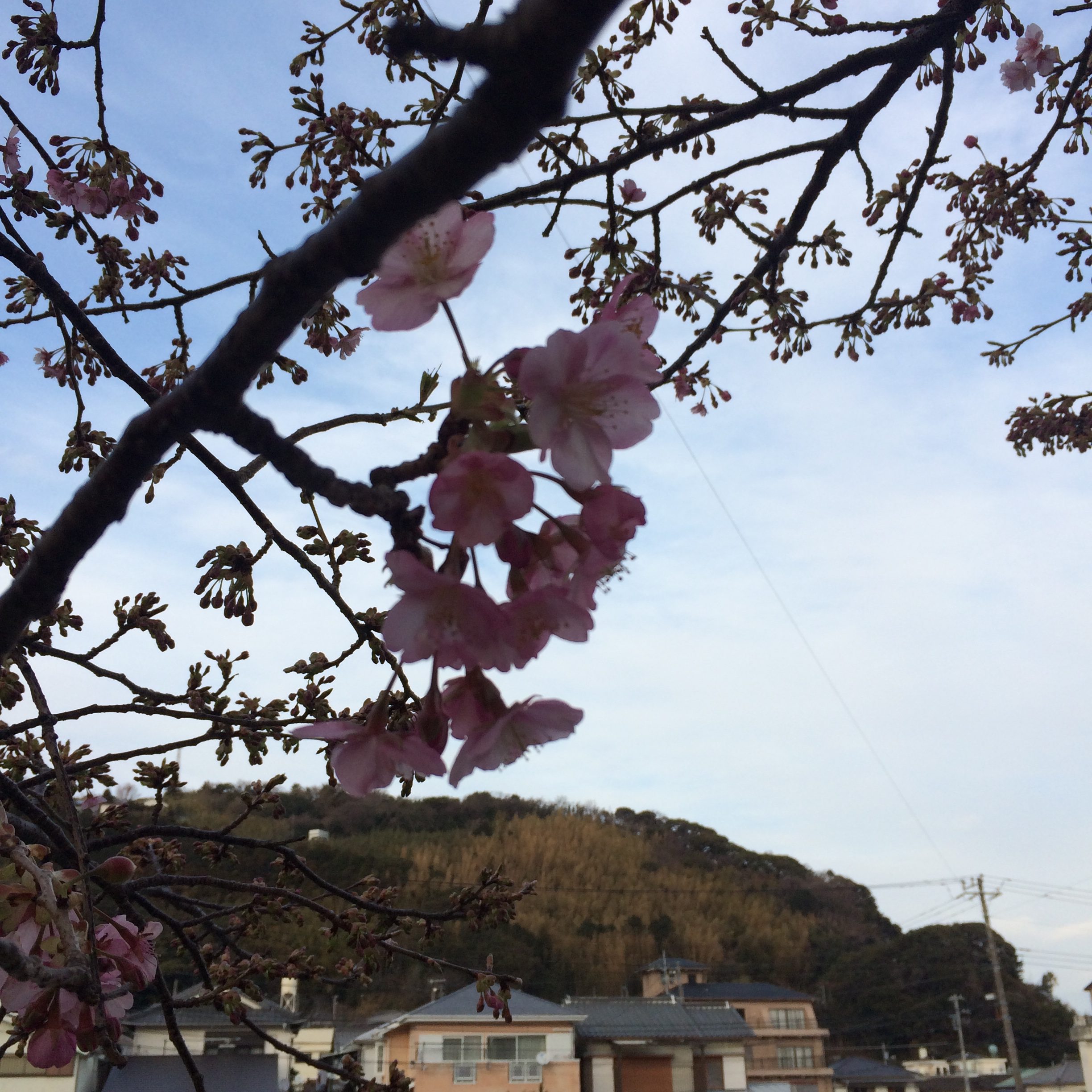 白田川沿い河津桜【2018/02/21現在】