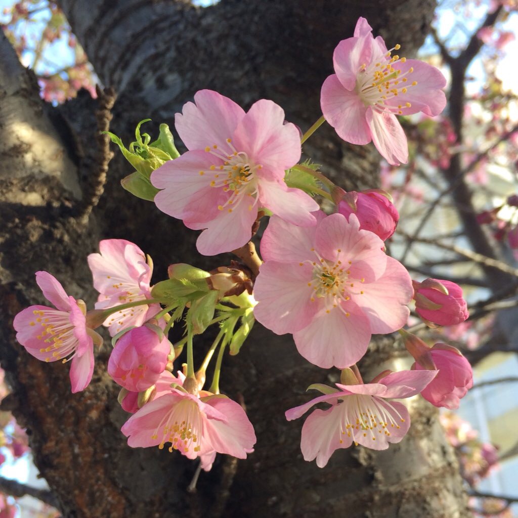 【河津桜祭り終了】振り返りとこれからのイベント情報