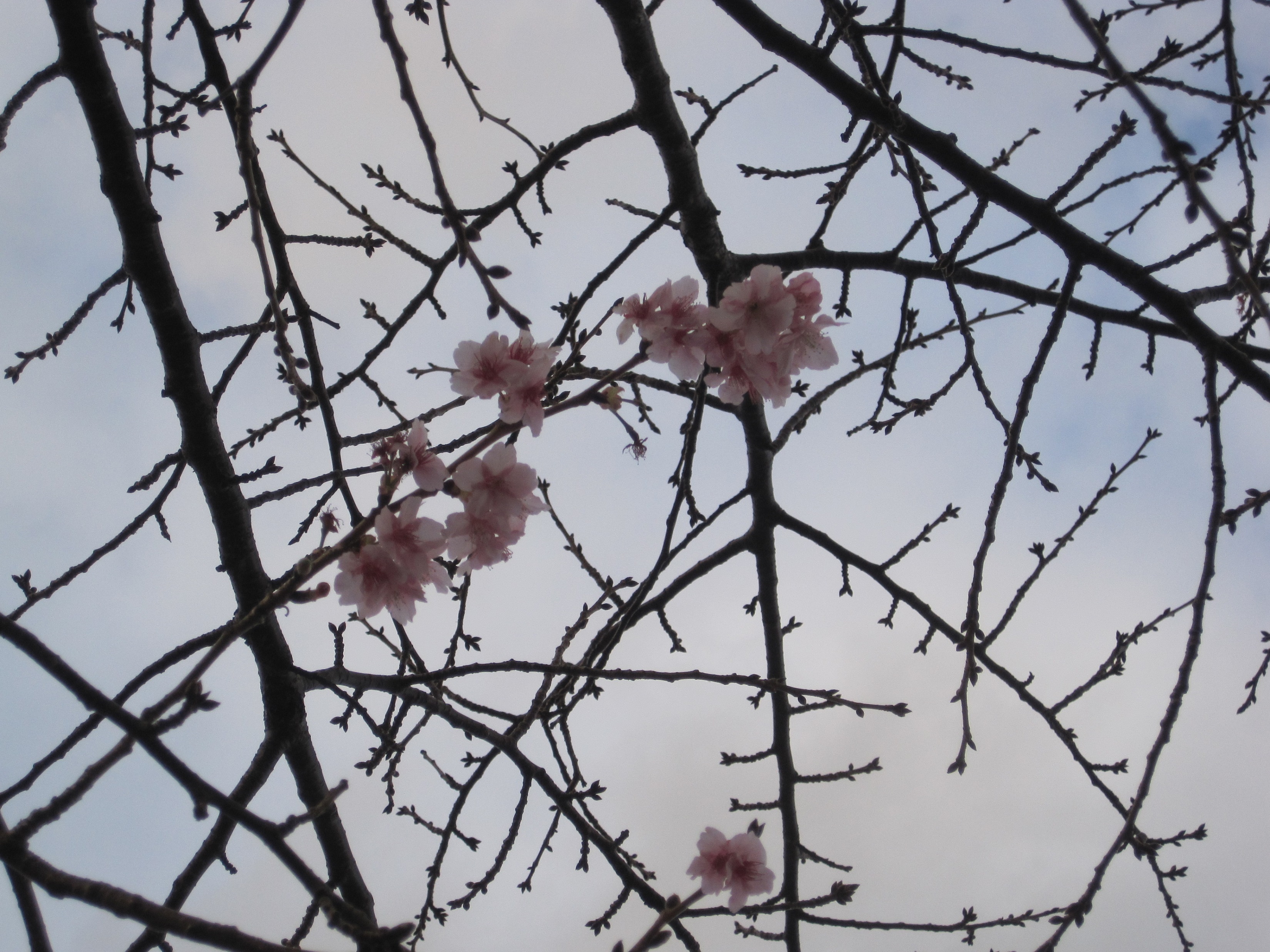 白田川沿いの河津桜【1月上旬】