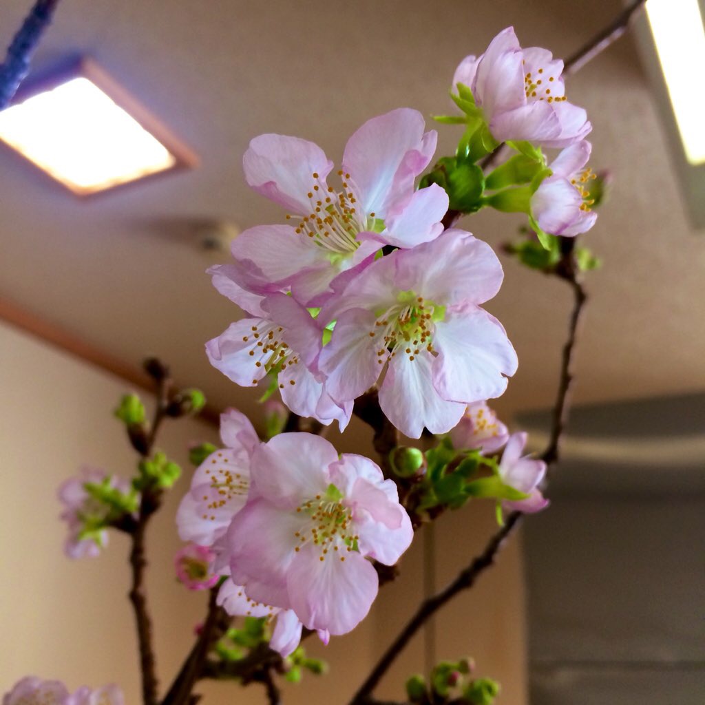 河津桜が…